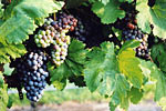 grapevineweb